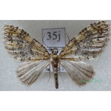 Acasis viretata (Hübner, 1799) Płatynka zielonka Czech35j